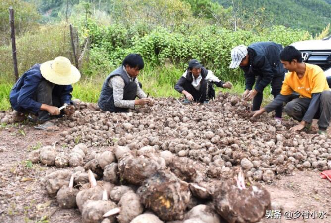 在农村种植什么，一亩地纯收入可以达到10000元以上？