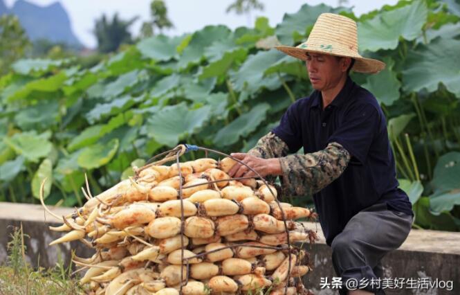 在农村种什么可以达到一亩地赚1万元以上